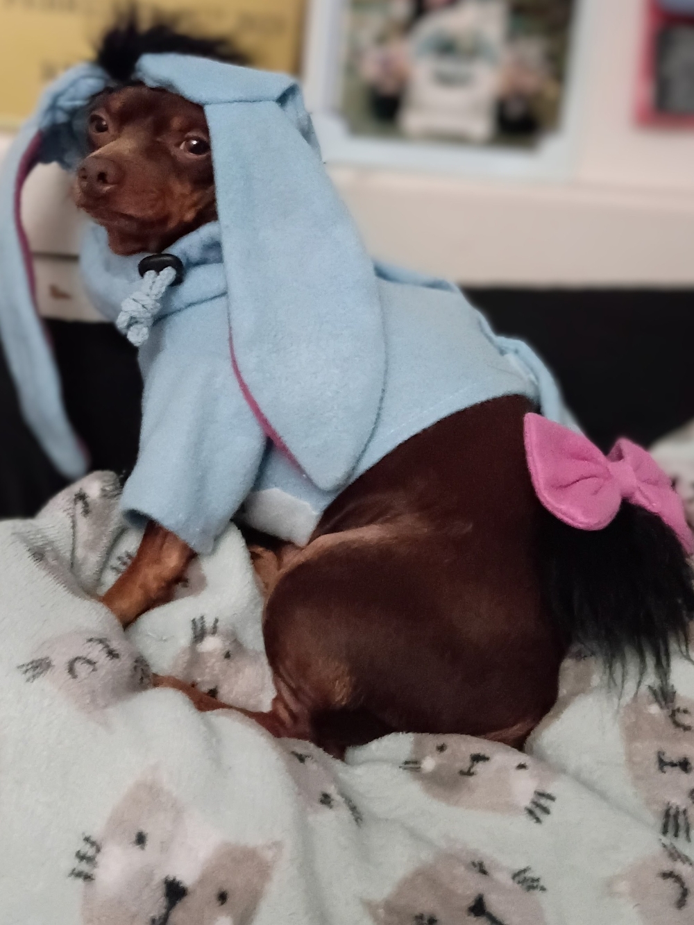 Eeyore Size Small Dog Costume - Perfect For Halloween